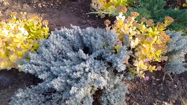 Клумба хвойных и других растений, октябрь 2023 года смотреть онлайн