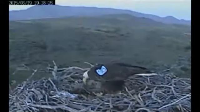 SC - A-48's Big Glob of ??? смотреть онлайн