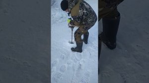 Мотобур, бензобур из бензопилы. Своими руками.