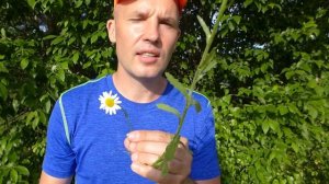 Ромашка или не ромашка? Как отличить нивяник от ромашки?