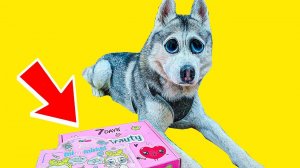 Я ЖРУ КОСМЕТИКУ!! | КОНКУРС ОТ 7DAYS (Хаски Бандит) Говорящая собака DOGVLOG