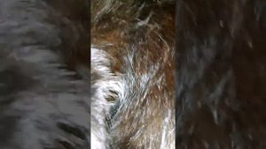 Как громко мурлыкаект кошечка Мейн кун