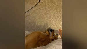 Карело-финская лайка Ева с месяца до девяти. #карелофинскаялайка#кфлл#лайка#