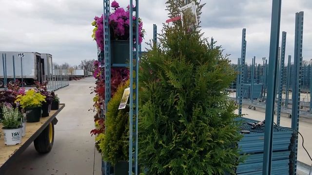 Thuja plicata 'Green Giant' (Western Arborvitae / Cedar) смотреть онлайн