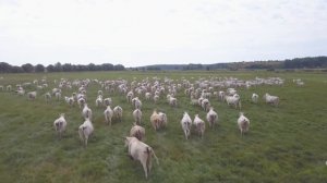 ВРХ мясная порода. Шароле