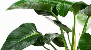 Температура для комнатных растений в течении года. Проветривание и сквозняки.