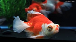 Butterfly Telescope Goldfish in HD