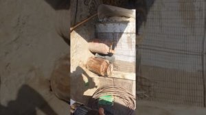 (158)купил машинку для стрижки овец..