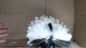 Голуби павлины 2021 г.