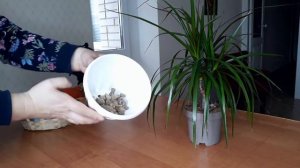 Как пересадить драцену: 8 этапов пересадки драцены