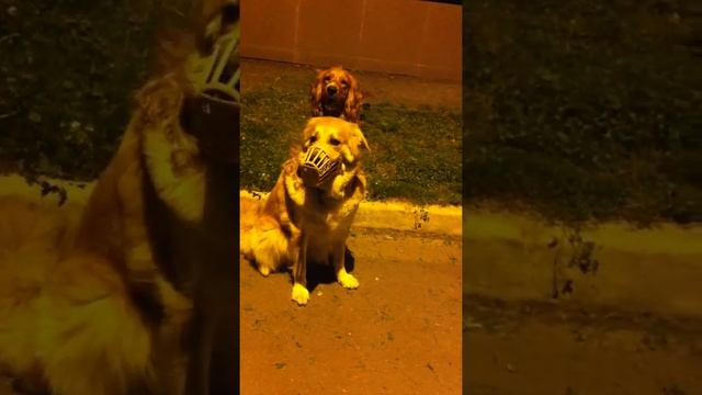 англ.кокер спаниель ( kisa) видео 3 смотреть онлайн