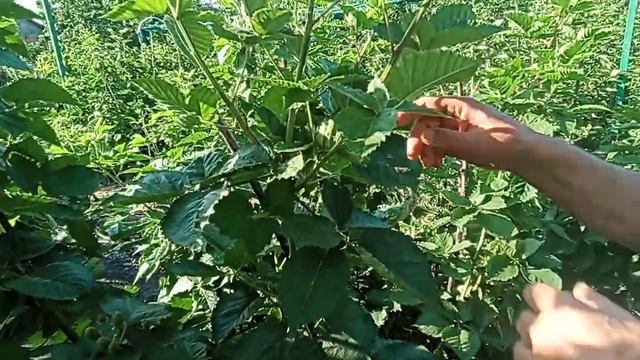 ЕЖЕВИКА ПРАЙМ АРК ФРИДОМ ОТЛИЧНАЯ ЯГОДА, НЕ ПРИХОТЛИВЫЙ СОРТ. смотреть онлайн