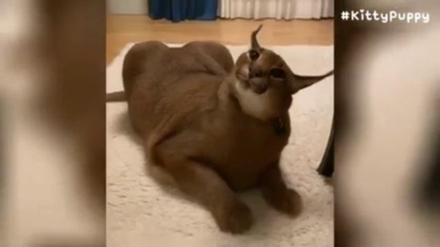 Шлепа Пумба: просто угар😆 смешные видео про Шлепу смотреть онлайн