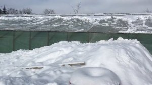 Выгонка Тюльпанов 2021 наша теплица , Вентиляция !