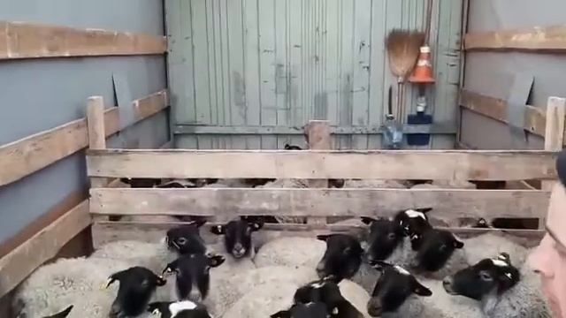 Племенные ярки Романовской породы: из Юрьевского в Рязанскую область