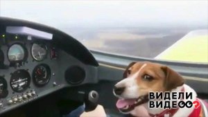 Собака на высоте. Видели видео? Фрагмент выпуска от 24.11.2019