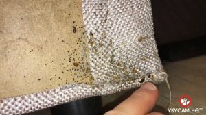 Закрепляющая обработка от клопов ( Уничтожение клопов в СПБ 2020 - 14 ) (Перезалив)