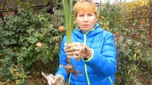 Как хранить Георгины, Канны и Гладиолусы зимой