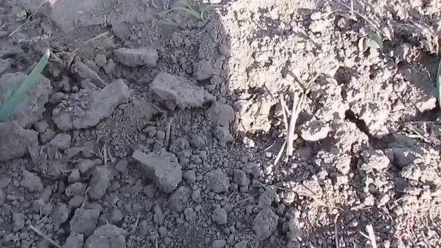 САЖАЮ ЛУК семейный ПО СВОЕМУ МЕТОДУ. смотреть онлайн