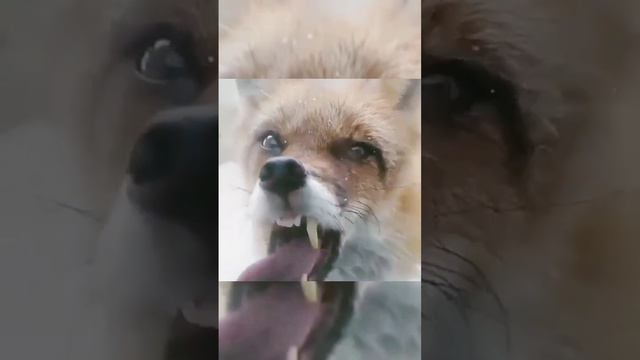 Почему много лисиц болеют Бешенством? #лисица #бешенство #больнаялисица #полезно #животныймир #fox смотреть онлайн