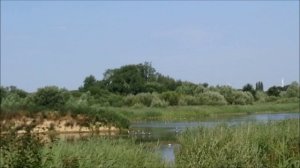 царство птиц, лето