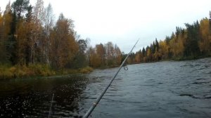 Щука 2 кг. Поймана на  Jackall  Squad Minnow 80