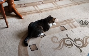 Играю с Британским котом и лазерной указкой