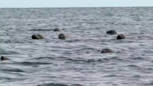 Концерт для главрыбы.