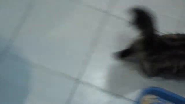 Подтераем кошке жопу смотреть онлайн