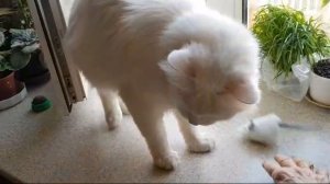 Леся и Сёма - Моя мышка!