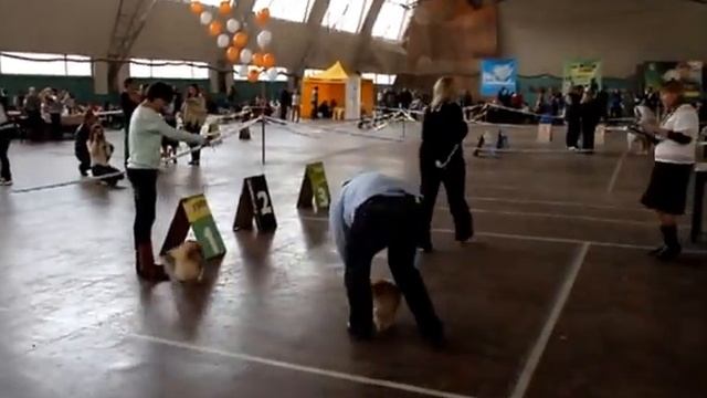 26 10померанцы)