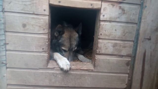 Восточно - сибирская лайка ?Западно - сибирская лайка и Карело - финские лайки