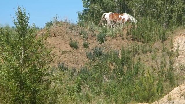 Огромный табун на окраине Челябинска смотреть онлайн