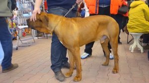 Самые Опасные Собаки в Мире ТОП-15