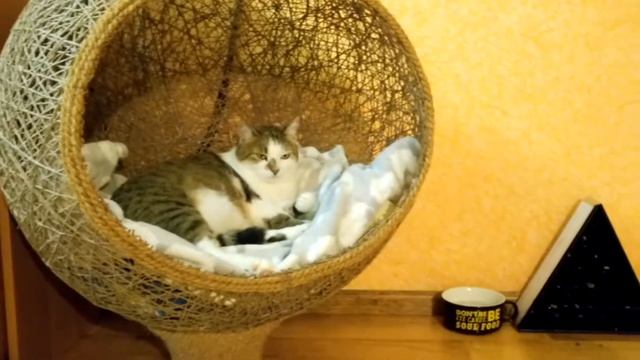 Лучший домик для кошки) Испытания вылизыванием)) смотреть онлайн