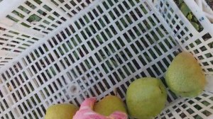ПЕРВЫЙ УРОЖАЙ ГРУШИ "ЗИМНЯЯ КУБАРЕВИДНАЯ"