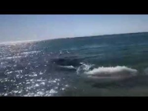 Собака и дельфины .A dog and dolphins
