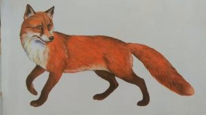 Развитие речи. Лесные животные и их детёныши.