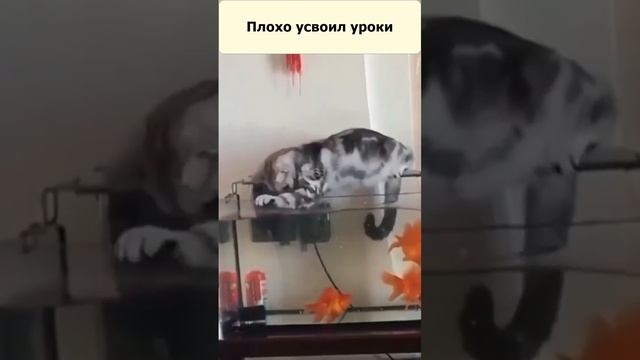 Кот. Как поймать золотую рыбку?