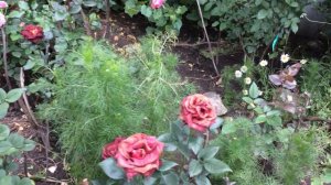 Роза Ай эм Макмиллан.