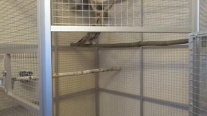 Вольер для Ушастых Сов. Размеры 2,27 х 1,25 х 1,40 м.