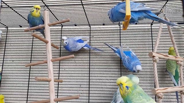 это обучающее видео для попугая #24 смотреть онлайн