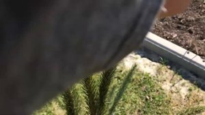 Ель Энгельмана Снейк/ Picea engelmannii Sneke