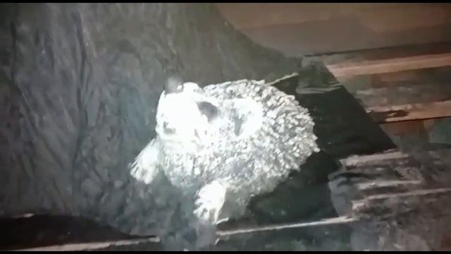 Пенёк с ёжиком цветочник из арт бетона . мастер Ирина Щербакова. смотреть онлайн