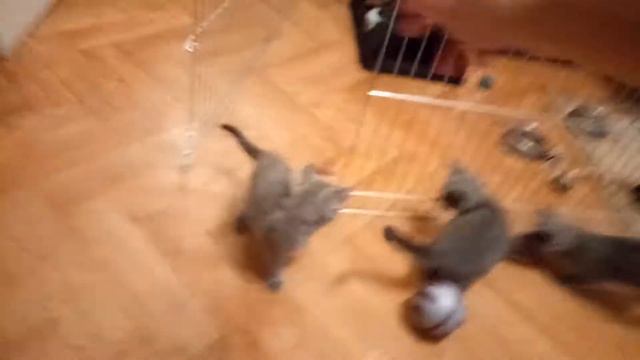 Шотландские прямоухие