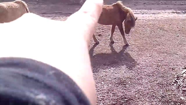 Просто красивые лошади??(это не наш двор) смотреть онлайн