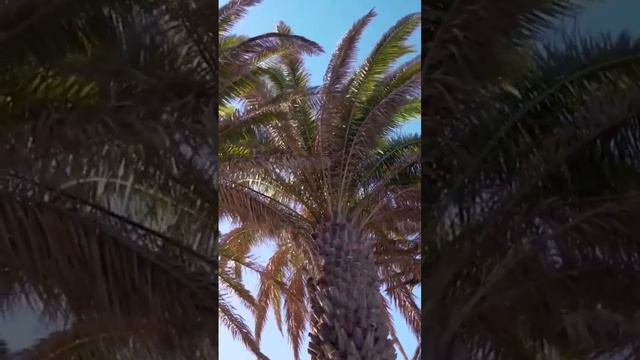 nature | date palm | palm tree | forest | beautiful scenery | relaxing CLIP | PT 2 |EP1| 🌴🌄🏞️🤩😍🥰❤️💕