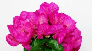 Bougainvillea sp. / Drillingsblume / Paper Flower