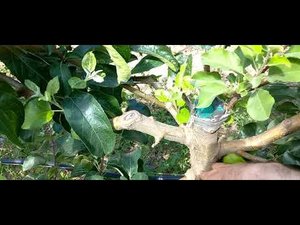 Работа с перепрививками на второй месяц (зелёные операции) часть 1