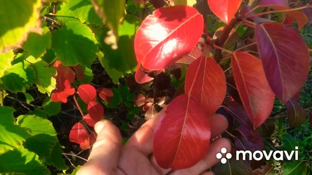 #природа #осень Красивая осень в нашем саду смотреть онлайн